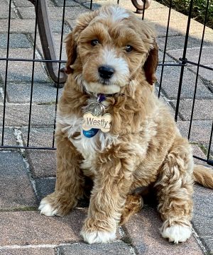 Mini Goldendoodle