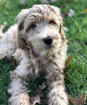 goldendoodle puppies for sale alameda