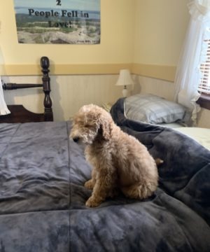Goldendoodle Puppies Near Me