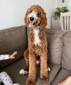 F1b Goldendoodle