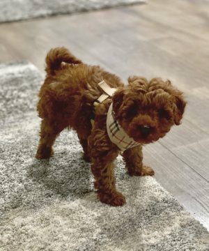 Goldendoodle Puppies